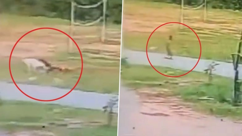 Dog Attack in Telangana: 3 Stray Dogs Drag and Maul 5-Year-Old Girl in Muthyampalli Village, Disturbing CCTV Video Surfaces