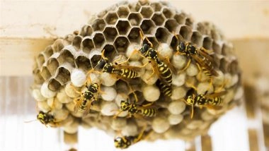 China Wasp Attack: 2 Siblings Die After Being Stung by Wasps Over 1,000 Times in Yunnan, Beekeeper Faces Charges