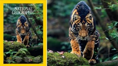 Rare Black Tiger Photographed by Prasenjeet Yadav Features on National Geographic’s October 2025 Cover, Naveen Patnaik Calls It ‘Proud Moment for Odisha’ (See Pic)