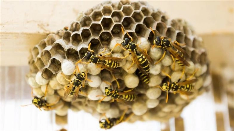 China Wasp Attack: 2 Siblings Die After Being Stung by Wasps Over 1,000 Times in Yunnan, Beekeeper Faces Charges