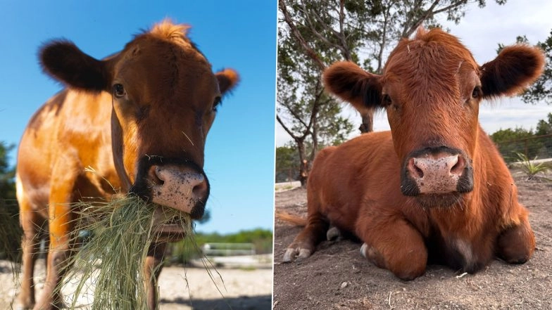 Winnie the Moo, Alveus Sanctuary’s Red Angus Cow, Becomes Twitch Sensation For Mooing At Viewers During Live Streams For Treats (Watch Adorable Video)