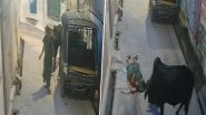 Jhansi: Stray Bull Attacks Woman in Babina Village, Tosses Her Several Feet in Air; Video Goes Viral
