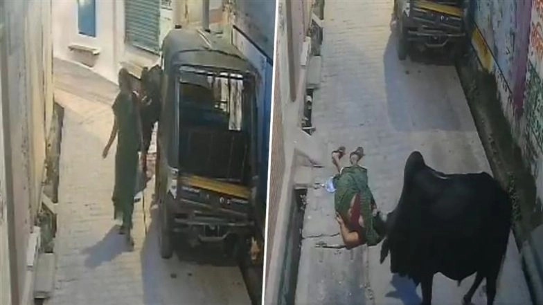 Jhansi: Stray Bull Attacks Woman in Babina Village, Tosses Her Several Feet in Air; Video Goes Viral