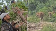Tiger Fight Video: Forest Guards Climb Tree As They Witness 3 Tigers Clashing in Uttarakhand&rsquo;s Ramnagar, Record Rare Footage (Watch Video)
