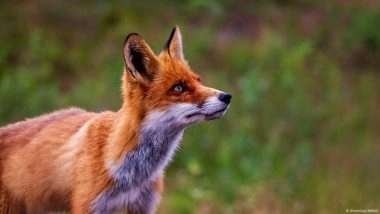 How Humans Made Chickens Grow and Foxes Shrink