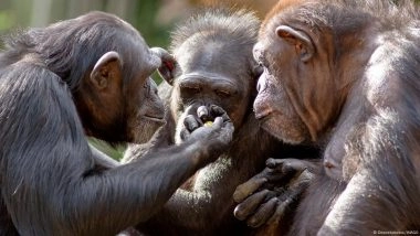 Chimps Regularly Consume Alcohol, Study Finds