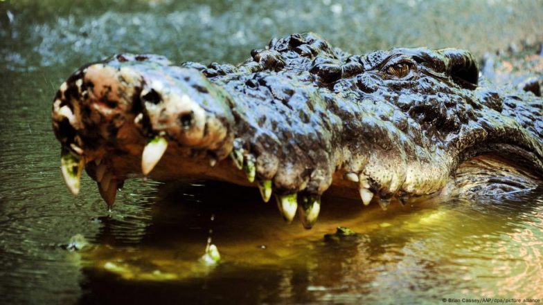 Crocodile Wrestling Influencer Flaunts Wildlife Rules