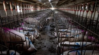 Spanish Legal Case Leads Fight Against Livestock Pollution