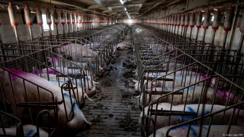 Spanish Legal Case Leads Fight Against Livestock Pollution