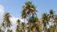 Kerala: 12-Year-Old Boy Dies After Coconut Tree Falls While Trying to Catch Parrot in Aluva