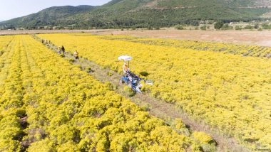 Here's How Flowers Can Harvest Vital Metals