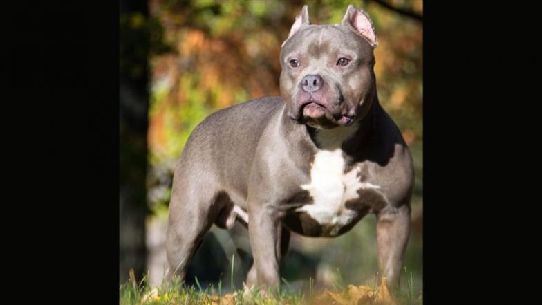 Dog Attack in UK: Banned XL Bully Kept as Family Pet Kills 10-Year-Old Daughter in East Heslerton
