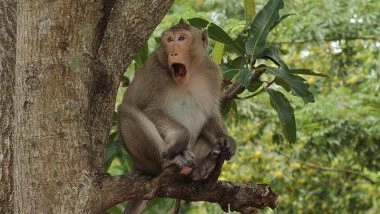 Pune: Monkey Enters Paan Shop, Eats at Counter in Maharashtra; Video Goes Viral