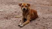 &lsquo;Life Imprisonment&rsquo; for Dogs in Uttar Pradesh: Strays Who Bite Humans Twice To Be Kept at Animal Centre for Lifetime