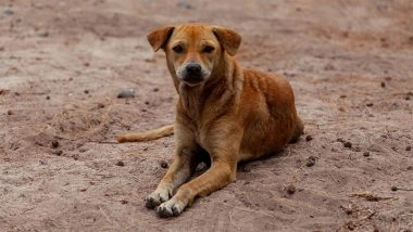 ‘Life Imprisonment’ for Dogs in Uttar Pradesh: Strays Who Bite Humans Twice To Be Kept at Animal Centre for Lifetime