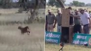 'Dheera', Female Cheetah, Translocated to Gandhi Sagar Wildlife Sanctuary From Kuno National Park in Madhya Pradesh's Mandsaur (Watch Video)
