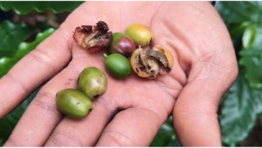 India News | Andhra Pradesh: Berry Borer Pest Threatens Araku Coffee, Farmers Appeal for Govt Aid