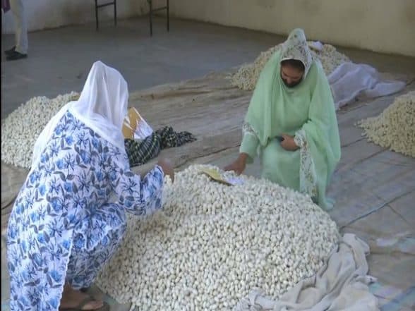 India News | J-K: Central Silk Board Organises Cocoon Auction Market at 'Mera Resham Mera Abhiman' in Anantnag