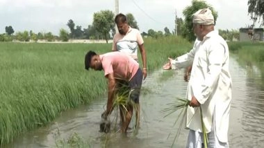 India News | Punjab Farmers Suffer Crop Losses as Satluj Water Enters Fields in Fazilka; Govt. Establishes Relief Centres for Flood-affected People