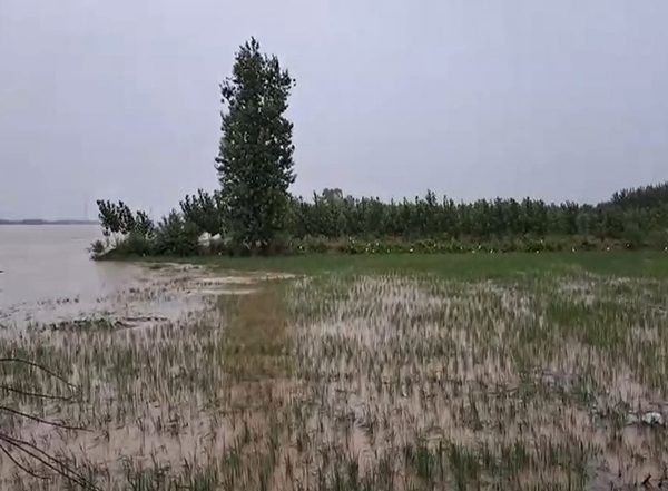India News | Situation Under Control in Ludhiana District Amid Severe Flood in Punjab: Authorities