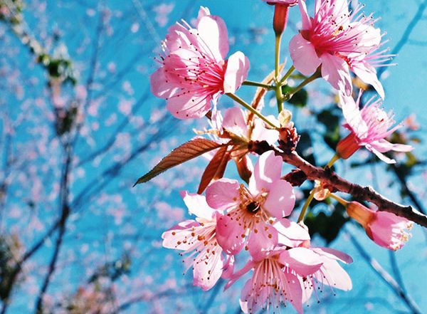 India News | Uttarakhand to Celebrate Buransh and Padam Flowering Festivals on Lines of Cherry Festival of Japan