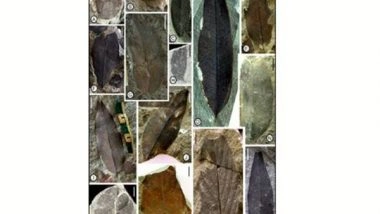 India News | Fossil Leaves from Nagaland Reveal How Antarctica Shaped Indian Monsoons