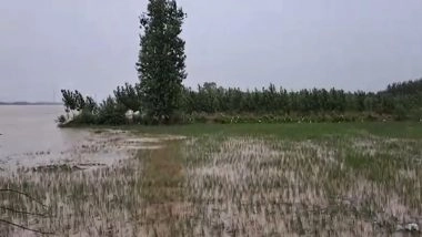 Business News | Persistent Heavy Rain and Floods Impact Crops Across India: Crisil Report