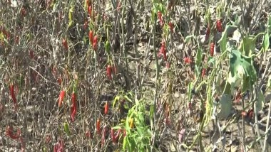 India News | J-K: Flash Flood in Anantnag Leads to Severe Crop Damage; Farmers Appeal for Compensation
