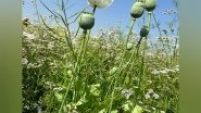 Business News | Govt Announces Annual Licensing Policy for Cultivation of Opium Poppy for Crop Year 2025-26; Nearly 1.21 Lakh Farmers Eligible for License