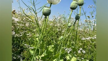 Business News | Govt Announces Annual Licensing Policy for Cultivation of Opium Poppy for Crop Year 2025-26; Nearly 1.21 Lakh Farmers Eligible for License