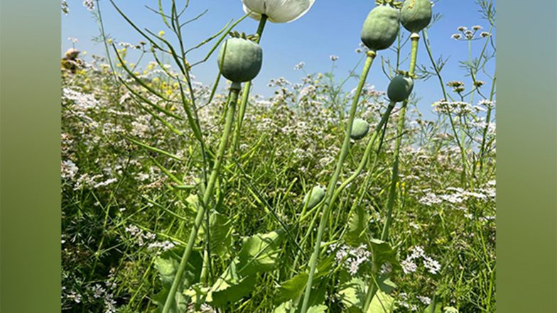 Business News | Govt Announces Annual Licensing Policy for Cultivation of Opium Poppy for Crop Year 2025-26; Nearly 1.21 Lakh Farmers Eligible for License