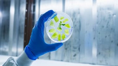 World News | Israel's PlantArcBio Wins US, South Korea Patents for Crop Gene-editing Platform