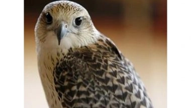 World News | Kuwait to Host Inaugural Emirates Falcons International Cup