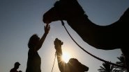 World News | Pakistan: Feudal Landlord Cripples Young Camel for Drinking Water from His Land in Sindh