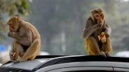 India News | Residents of Delhi's Hanuman Lane Complain of Monkey Menace , Demand Action from Municipal Body
