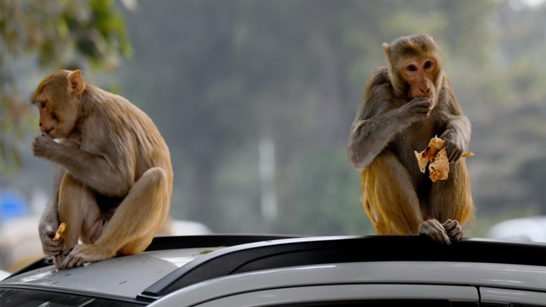 India News | Residents of Delhi's Hanuman Lane Complain of Monkey Menace , Demand Action from Municipal Body