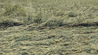 India News | Maharashtra Cabinet Announces Rs 1339 Crore Assistance to Farmers Affected by Crop Damage