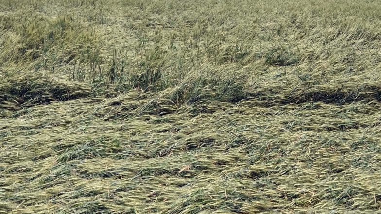 India News | Maharashtra Cabinet Announces Rs 1339 Crore Assistance to Farmers Affected by Crop Damage