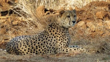 India News | Project Cheetah Roars Ahead: New Big Cats Expected by Year-end