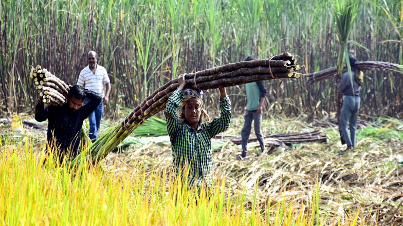 Business News | ISMA Urges Centre for Revision of Sugar MSP to Rs 40.2/kg to Support Mills, Farmers