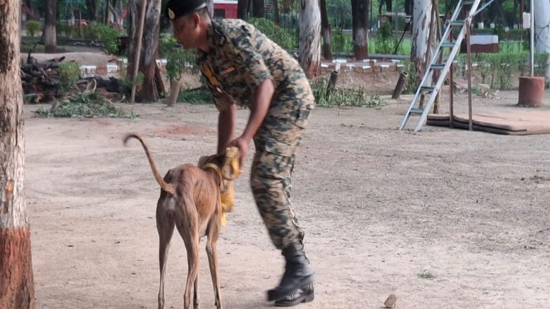 India News | Inspired by PM Modi's 'Mann Ki Baat', BSF Trains 150 Indian Breed Dogs, Including One Gold Medalist at 2024 Championship