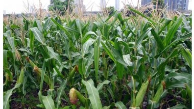 Business News | Taiwanese Agricultural Groups Sign LOIs with Indiana for Soybeans, Corn