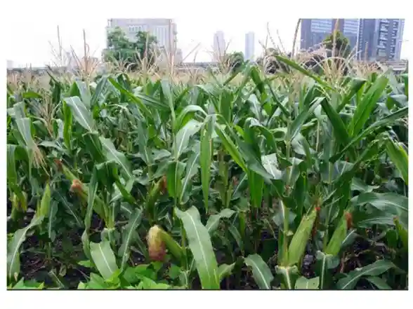 Business News | Taiwanese Agricultural Groups Sign LOIs with Indiana for Soybeans, Corn