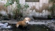 World News | Estimate 1000 Pakistanis Die Every Year Due to Rabies: Report