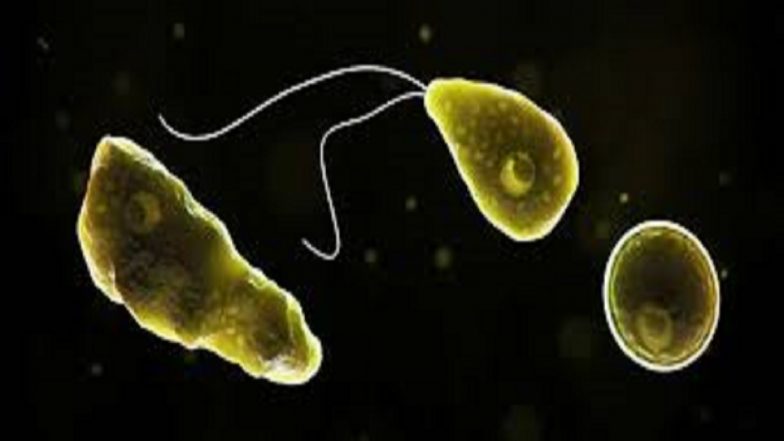 What Is Amoebic Meningoencephalitis? Know All About the Rare Brain-Eating Amoeba As It Kills 2 in Kerala