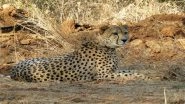 Project Cheetah: New Big Cats Expected by Year-End, Talks On With Botswana, Namibia, Kenya
