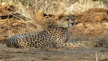 Project Cheetah: New Big Cats Expected by Year-End, Talks On With Botswana, Namibia, Kenya