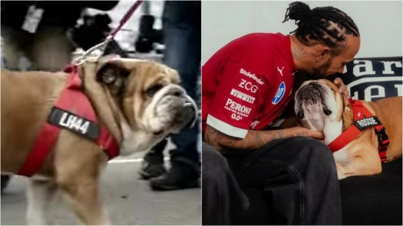 RIP Roscoe: Did You Notice Lewis Hamilton&rsquo;s Fave Dog in &lsquo;F1&rsquo;, Brad Pitt&rsquo;s Blockbuster Racing Movie? (Watch Video)