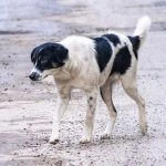 Shimla Hospital Horror: Stray Dog Seen Running With Amputated Human Leg Near AIMSS, Hospital Issues Show-Cause Notices After Video Goes Viral