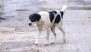 Stray Dog Menace in Maharashtra: Political Parties Express Concern Over Issue, Call for Stern Action
